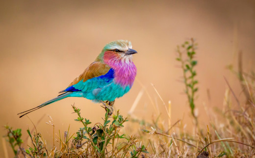 857478 (a): :2500x1549